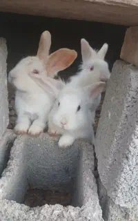 خرگوش