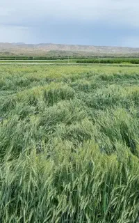 فروش کاه