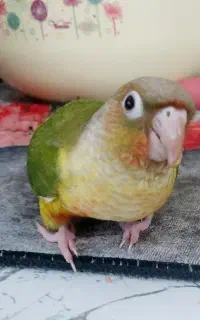 گرینچیک گم شده