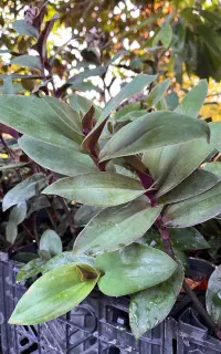 گیاه عمده و تک