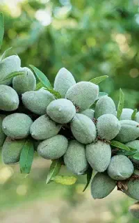 کارگر باغبانی