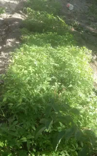 نهال گوجه محلی دونه ۵ هزار