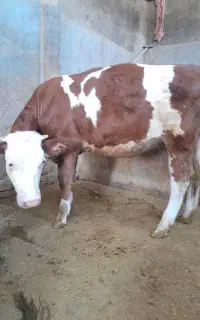 نوکل ماده