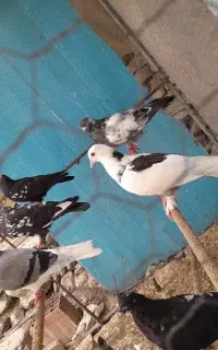 فروش چند طوق کبوتر