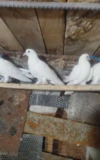 کبوتر لوتی بالا