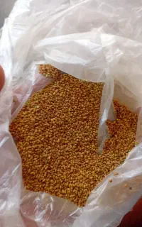 بذریونجه درجه یک بوجاری شده