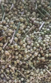 خریدار گشنیز