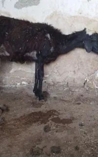 گوسفند‌جوان