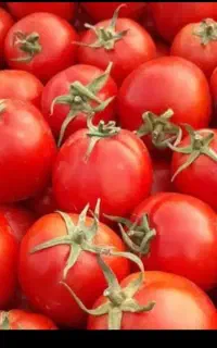 گوجه قوچان درجه یک
