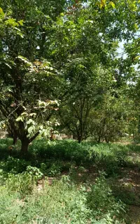 خرید درخت و نوپان