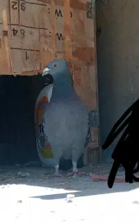 پلاکی نر