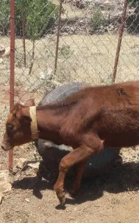کوساله فروشی