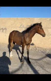 کره یکسر(اگودتا)