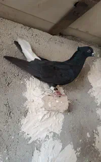 کبوت ر زاغ دم سفید