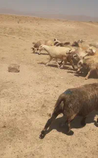 فروش شیشک میش بره دار