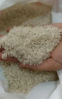 برنج پاکستانی با کیفیت و ارزان