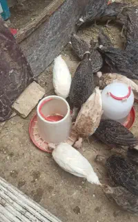 جوجه بقلمو واکسن خورده