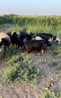 گوسفند