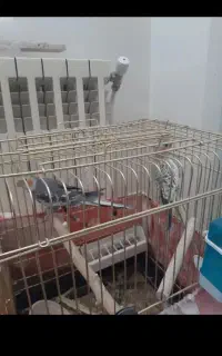 عروس هلندی نر و ماده مینیاتوری بدون قفس و ...