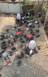 بلدرچین ۳۵ روزه