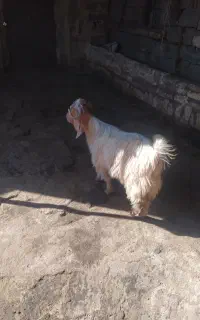 بزغاله نر