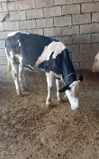 گوساله سیمینتال جنس درجه یک
