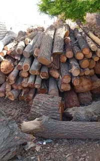 خرید و فروش چوب