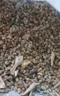 توت خشک، خوراک دام