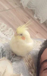 عروس هلند گمشده