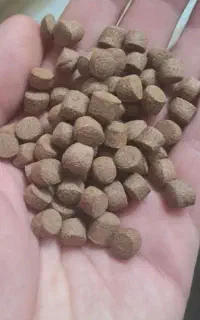 خوراک ماهی قزل