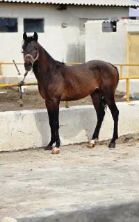 اسب کورد شناسنامه دار با شجره