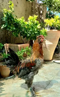 خروس ۶ ماهه گلین پاپری