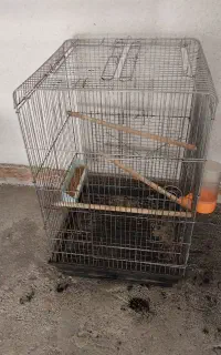 قفس کاسکو وطوطی عروس