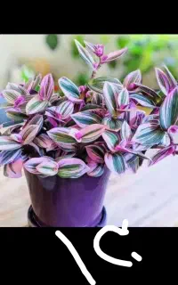 گلدان عتیقه
