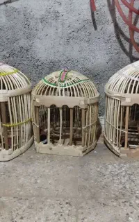 کبک
