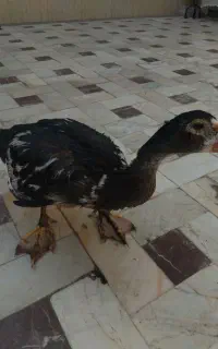 اردک مسکویی