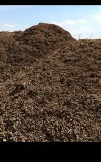 کودمرغ سالنی درجه یک