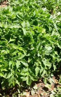 نشا گوجه