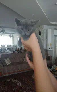 بچه گربه