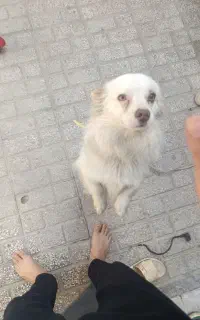 سگ خانگی فروشی