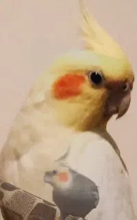 گم شده در حوالی قاسم آباد