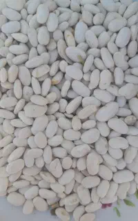 لوبیا سفید پایه بلند