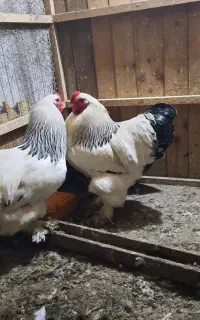 خروس امپراطور