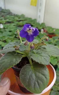 فروش انواع بنفشه آفریقایی عمده وخرده