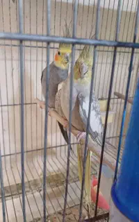 عروس هلندی