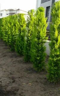 باغبانی