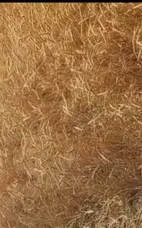 گندم بوجار شده ..سم زده