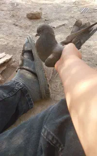 کبوتر تیر ماهی تازه دونخور