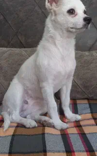 سگ گمشده مژدگانی داد میشه