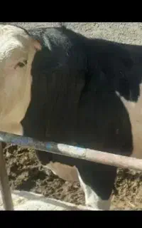 گوشت